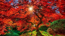 高清晰秋季红树林阳光美景