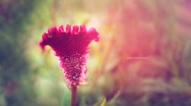 高清晰花瓣写真壁纸