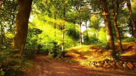 灿烂阳光射线在森林路径