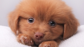 可爱的褐色小狗
