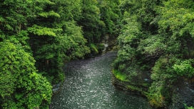 美丽的森林野生河