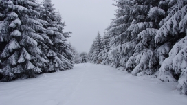 高清晰雪树路壁纸