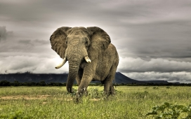 走在南非马拉克勒稀树国家公园的非洲象