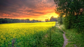 红色天空下的油菜花小路美景