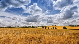 多云天空下的金色麦田