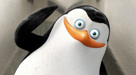 马达加斯加的企鹅