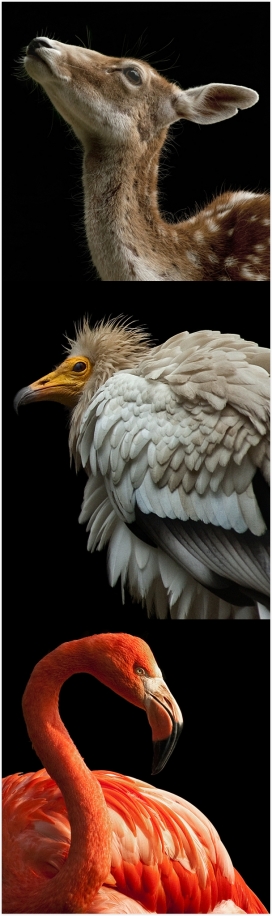 Animals动物照片-秃鹫-秃鹰-猩猩-烈火鸟等