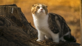 高清苏格兰折耳猫壁纸下载