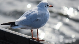 高清晰白色海鸥鸟壁纸