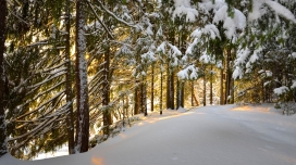 高清晰被雪覆盖的树林壁纸