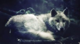 高清晰灰白狼壁纸