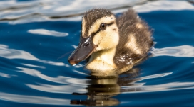 高清晰游泳的小水鸭壁纸