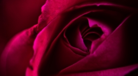 高清晰红色玫瑰花瓣微距写真壁纸
