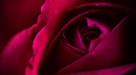 高清晰红色玫瑰花瓣微距写真壁纸