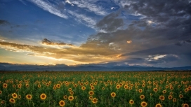 高清晰金色小向日葵壁纸