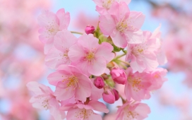高清晰粉红色浪漫的樱花