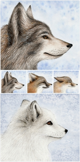 Fragile Fauna-脆弱的动物插画