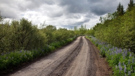 高清晰灌木花卉路