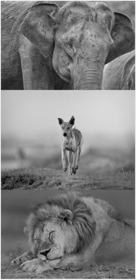 Nature-B&W大自然动物黑白图片