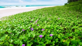 高清晰绿叶紫花壁纸