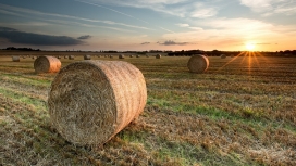 日落下的干草树