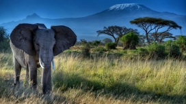 非洲大象壁纸