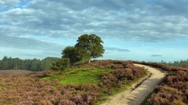 高清晰弯曲的花园路壁纸