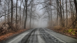 神秘的森林雾路