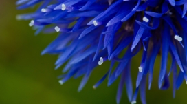 高清晰蓝色花瓣壁纸