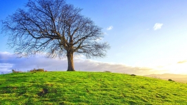 光秃秃的绿山树