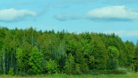 加拿大草绿色森林