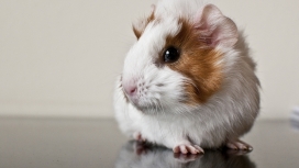 高清晰可爱的棕白色豚鼠