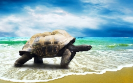 高清晰沙滩中爬行的海龟