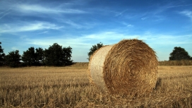 收割现场的干草