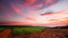 高清晰粉红色的天空下的草壁纸