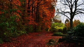 红色秋季植物路