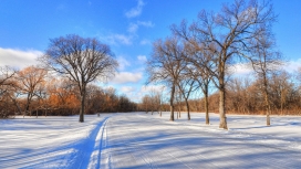 冬天雪树路壁纸