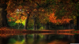 秋汛的秋季森林壁纸