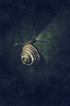 PhotoPainting-昆虫摄影