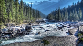 松树林白花花的小溪