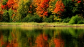 秋天的树草岸湖