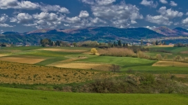 克罗地亚现场树木植物的天空