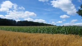天空下玉米田树