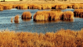 旧金山金色芦苇狼山湾