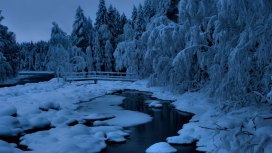 被雪覆盖的湖与树