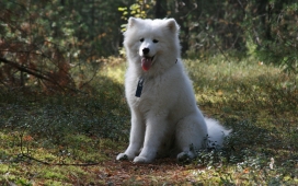 坐在地上伸舌头喘气的萨摩耶犬（Samoyed）狗犬壁纸下载