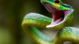 攻击的绿蛇