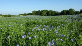 明亮的紫色花田