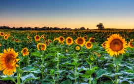 高清晰春季向日葵美景