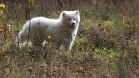 高清萨摩耶犬（Samoyed）狗犬壁纸下载